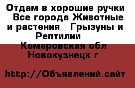 Отдам в хорошие ручки - Все города Животные и растения » Грызуны и Рептилии   . Кемеровская обл.,Новокузнецк г.